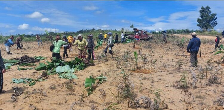  Masyarakat Desa Sukamaju Tanam Pisang di Atas Lahan Adat Puncak 2000 Siosar