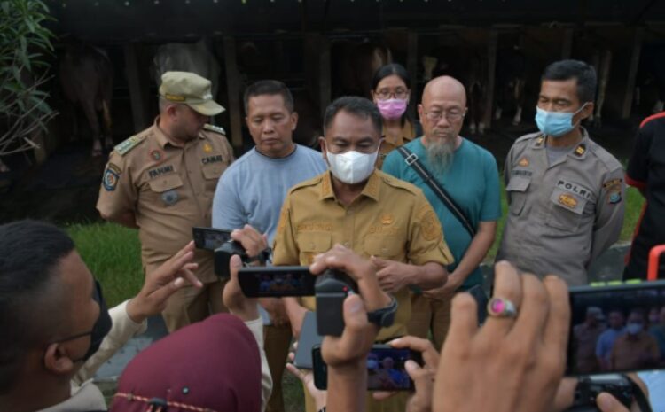  Jangan Panik, Lembu yang Terkena LSD Bisa Sembuh