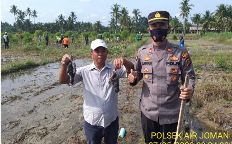  Polsek Air Joman Bantu Petani Gotong Royong Berburu Tikus di Ladang Padi