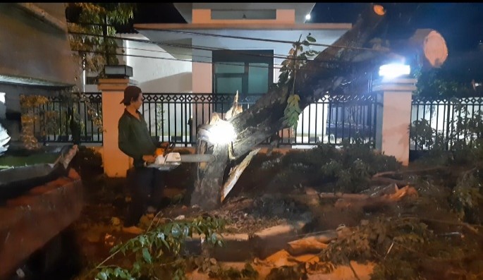  Pohon Tumbang Nyaris Timpa Pengendara di Jalan Sakti Lubis