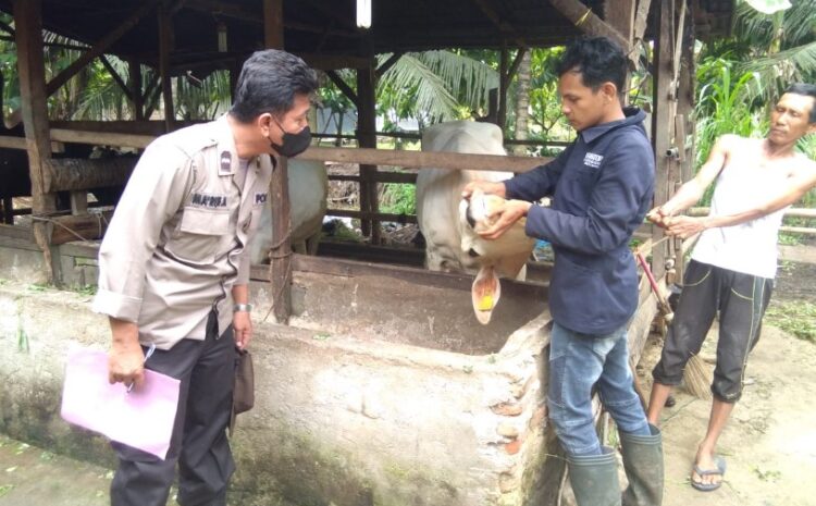  Kapolsek Labuhan Ruku Sambangi Masyarakat Peternak Sapi Anitisipasi Wabah PMK