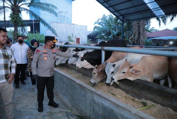  Jelang Idul Adha, Kapolda Sumut Kunjungi Rumah Ternak Hewan Qurban