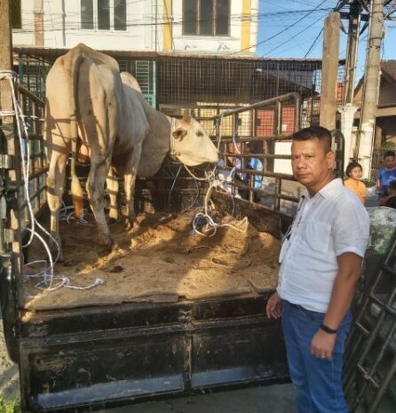  Idul Adha 1443 H, Pewarta Polrestabes Medan Sembelih 3 Ekor Lembu