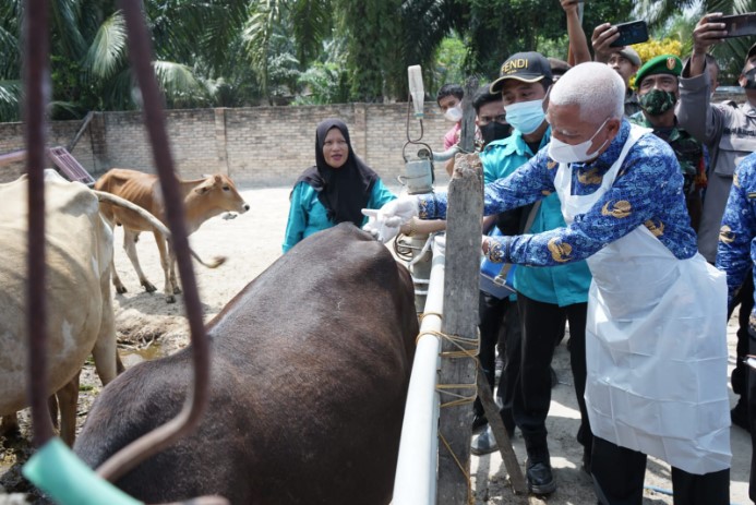  Bupati Asahan Tinjau Langsung Penyuntikan Vaksin PMK