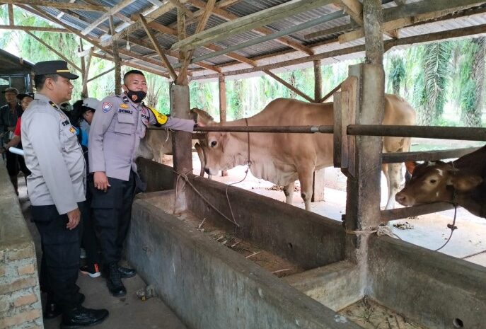 Polres Simalungun Monitor Pelaksanan Penyuntikkan Vaksin PMK Untuk 100 Ekor Lembu