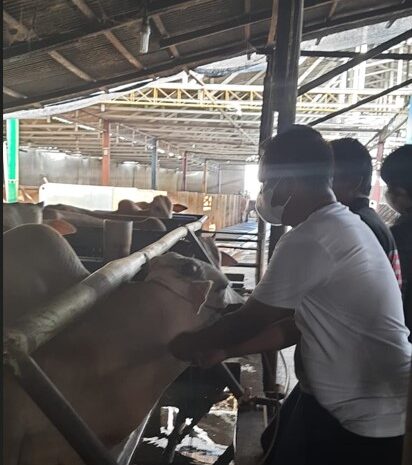  61 Ekor Sapi Berlabel “Sehat” Siap Disebar ke-17 Kecamatan se-Sergai