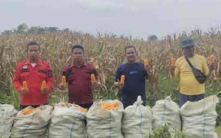 Petugas Rutan Labuhan Deli Panen 8 Ton Jagung di Lahan 1 Ha