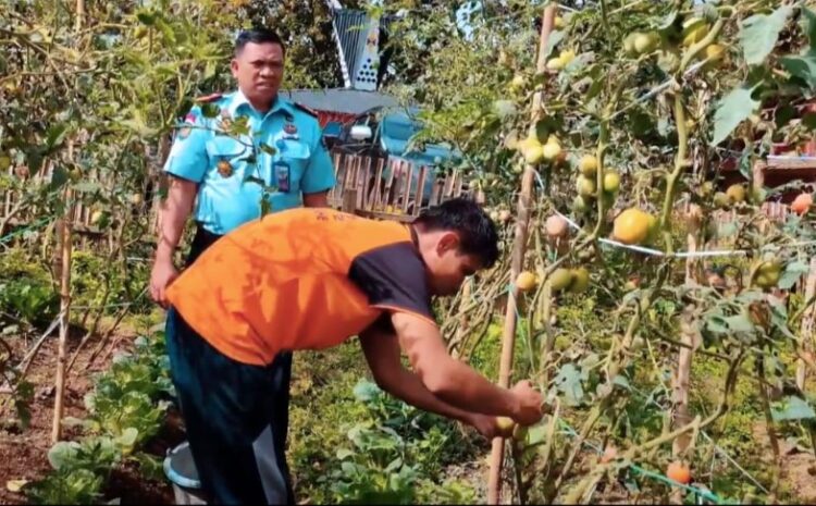  Karutan dan Warga Binaan Rutan Kabanjahe Panen Tomat