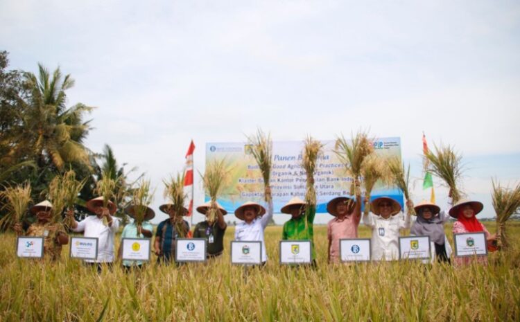  Wujudkan Pertanian Berkelanjutan, Bupati Sergai Ikuti Panen Padi Klaster Padu Binaan BI