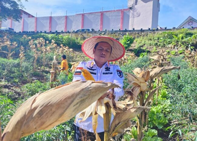  Wujud Kontribusi Ketahanan Pangan, SAE Rutan Kabanjahe Panen Jagung