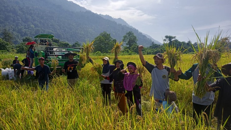  Petani Binaan PT Vale Desa Ululere Panen Padi Organik