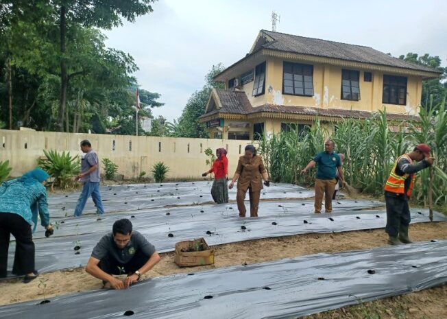 Tingkatkan Ketahan Pangan, Kelurahan Pulo Brayan Bengkel Baru Luncurkan Opa Melati