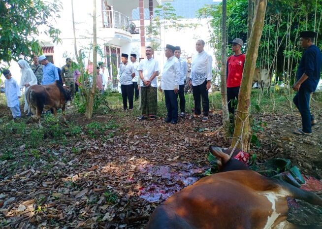 Pemkab Sergai Qurban 100 Ekor Lembu dan 2 Kambing