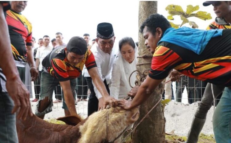  Polda Sumut Salurkan 70 Ekor Hewan Kurban kepada Masyarakat