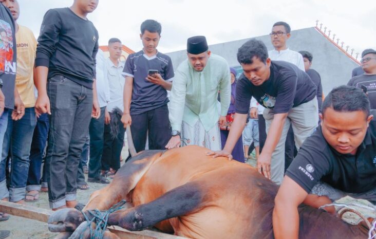 Bobby Nasution Kurban 2 Ekor Sapi di Rumah Kolaborasi, Bobot Hampir 1 Ton