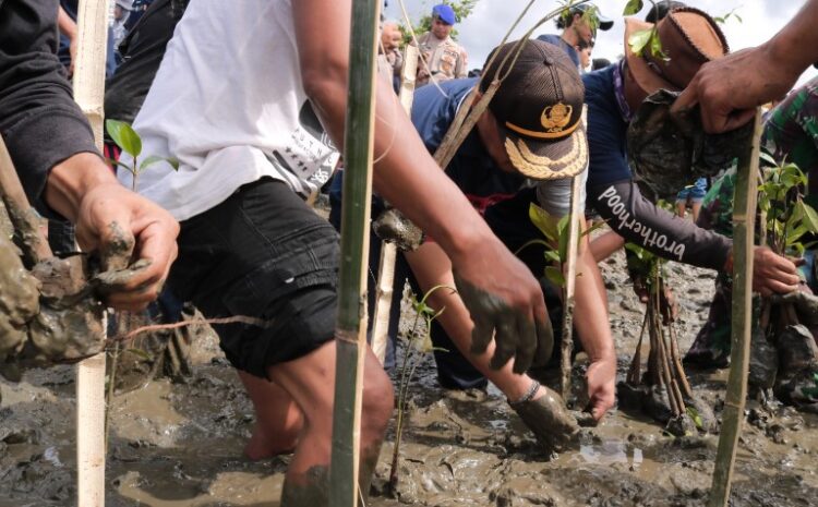  Komitmen Lestarikan Lingkungan, PT IMIP Kembali Tanam 3.796 Mangrove