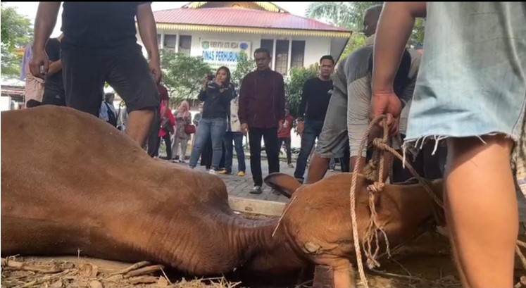 Idul Adha 1444 H, Dishub Medan Sembelih 14 Ekor Lembu dan 2 Kambing