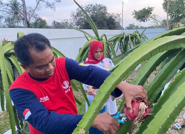  Bupati Sergai Panen Buah Naga dan Akan Dibagi Untuk Warga Sekitar