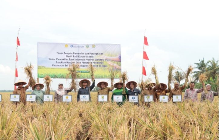 Panen Raya Padi, Pemkab Sergai – BI Perwakilan Sumut Bersinergi Kendalikan Inflasi