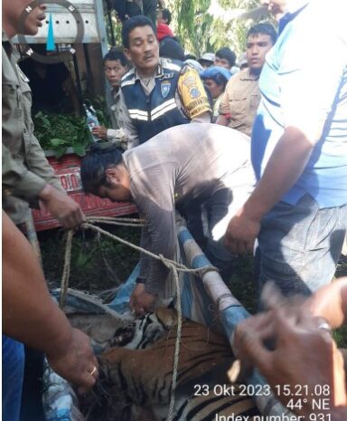 BKSDA Bersama Polsek Dolok Panribuan Evakuasi Harimau Sumatera Terjerat Jebakan Babi Hutan