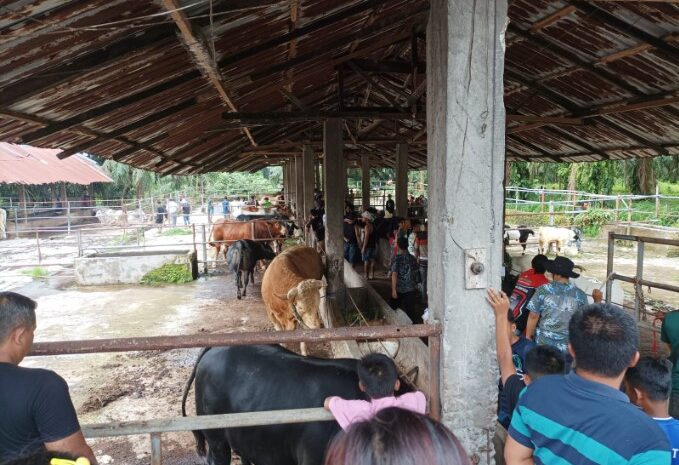 Chairuddin Lubis: Kontes Bobot Sapi Extreme dan Kambing Bawa Nilai Positif Bagi UKM