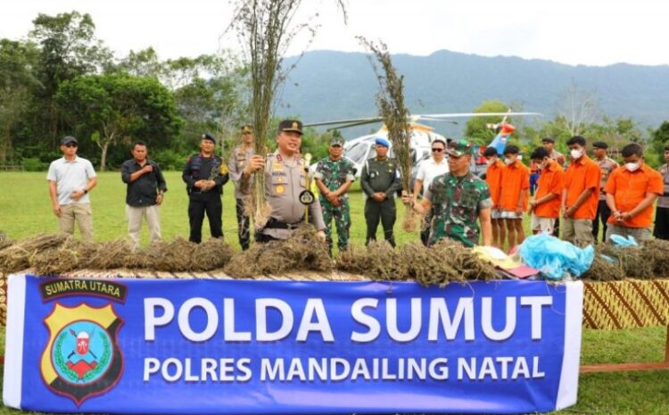 Kapolda Sumut dan Pangdam I/BB Pimpin Operasi Pemberantasan Ladang Ganja Terluas di Pulau Sumatera