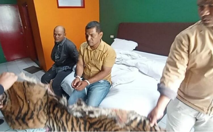  Polda Sumut Tangkap 2 Penjual Kulit Harimau