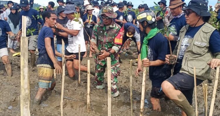 Kodim 1311/ Morowali dan Mahasiswa UGM Tanam 2560 Pohon Mangrove Atasi Abrasi Pantai