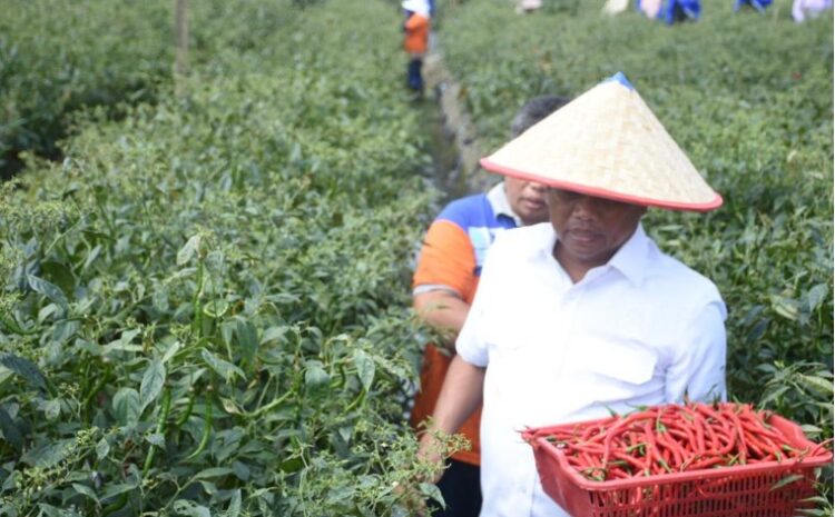 Panen Cabai Merah, Bupati Sergai Dorong Peningkatan Pertanian Sektor Hortikultura