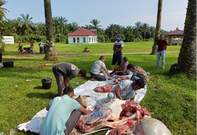  Sambut Ramadhan, Polres Palas Gelar Tradisi Pemotongan Sapi