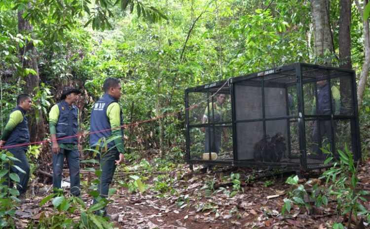  Satwa Endemik Sulawesi Berhasil Dilepasliarkan di Taman Wisata Alam Tokobae