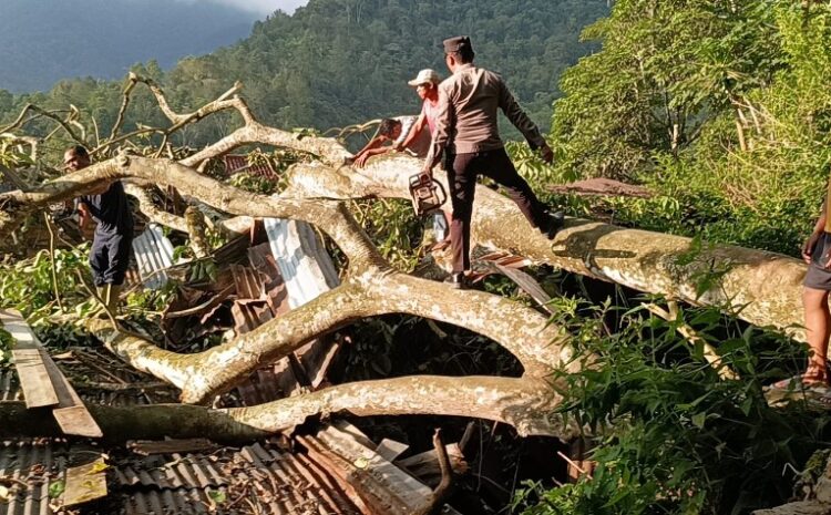  4 Bangunan di Desa Jangga Toruan Tertimpa Pohon Tumbang, Polsek Lumban Julu Lakukan Evakuasi