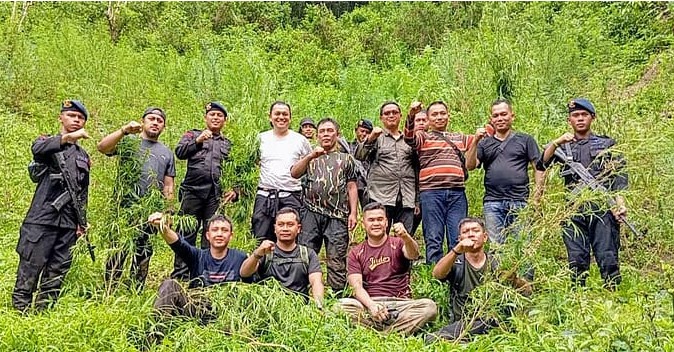 Brimob Polda Sumut Musnahkan Ladang Ganja di Mandailing Natal