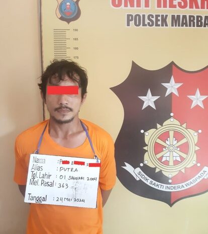  Polsek Marbau Bersama Satpam Tangkap 03 Orang Pencuri 02 Ekor Ternak Sapi