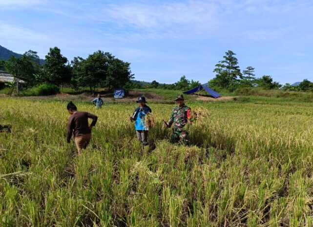  Babinsa Koramil 1311-04/Lembo Bersama Kelompok Tani Panen Padi di Desa Pontangoa