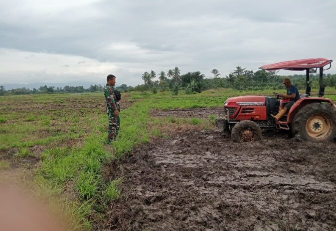  Dukung Ketahanan Pangan Nasional, Babinsa Koramil 1311-05/Mori Atas Dukung Pengembangan Pertanian di Desa Era