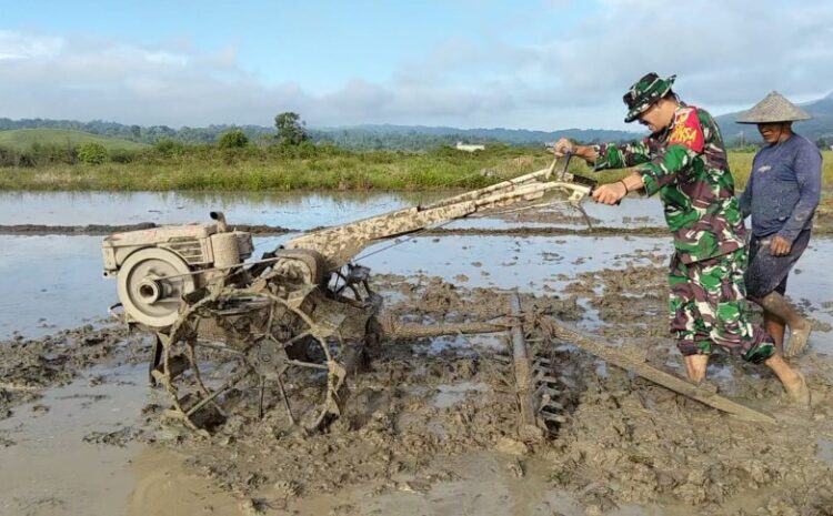  Koramil 1311-08/SJ: Babinsa Mendukung Ketahanan Pangan Nasional Melalui Pendampingan Petani