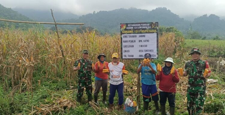  Babinsa Koramil 1311-03/Petasia Panen Jagung Bersama Para Petani Morowali Utara