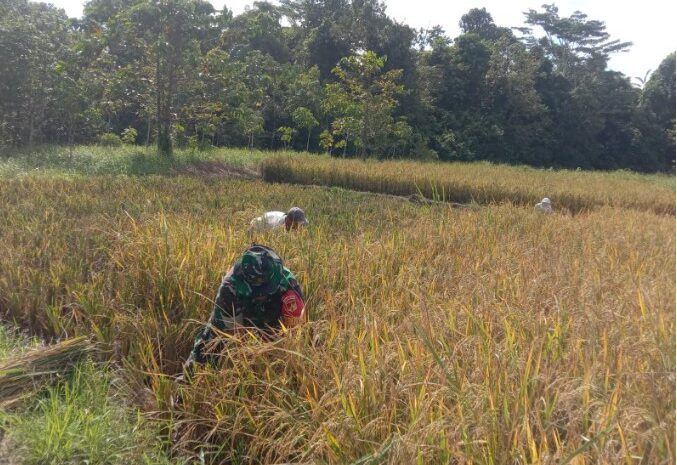  Babinsa Koramil 1311-04/Lembo Dampingi Panen Padi Sawah Tadah Hujan di Desa Ronta