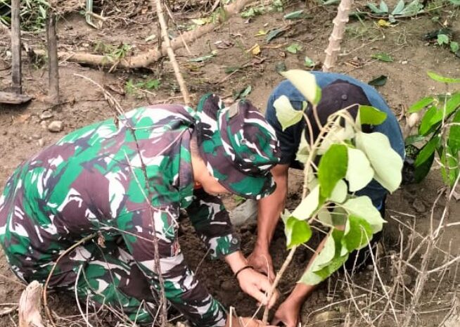 Babinsa Koramil 1311-08/Soyo Jaya Bersama Masyarakat Tanam Pohon Jati Putih dan Ketapang Kencana di Bantaran Sungai