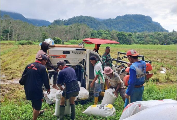  Babinsa Koramil 1311-04/Lembo Serka Poldi Mansa Panen Padi Bersama Petani Desa Wawopada