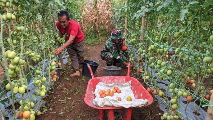  Babinsa Serda R. Sinaga Dampingi Hanpangan dan Bantu Panen Tomat 1,5 Ton di Dairi