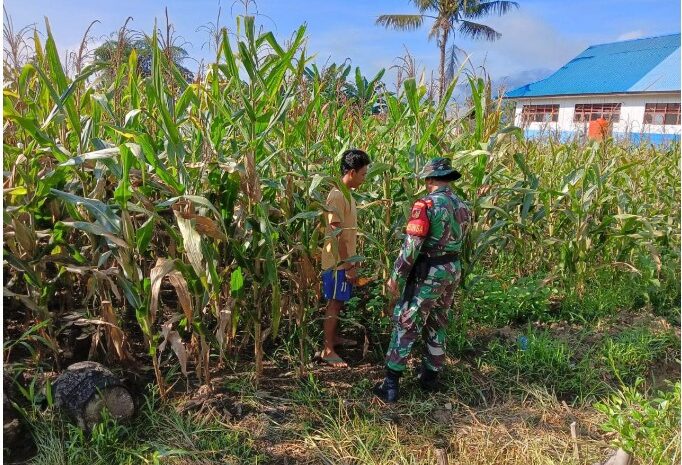  Pendampingan Pemeliharaan Kebun Jagung, Babinsa Koramil 1311-03/Petasia Dukung Ketahanan Pangan di Desa Mondowe