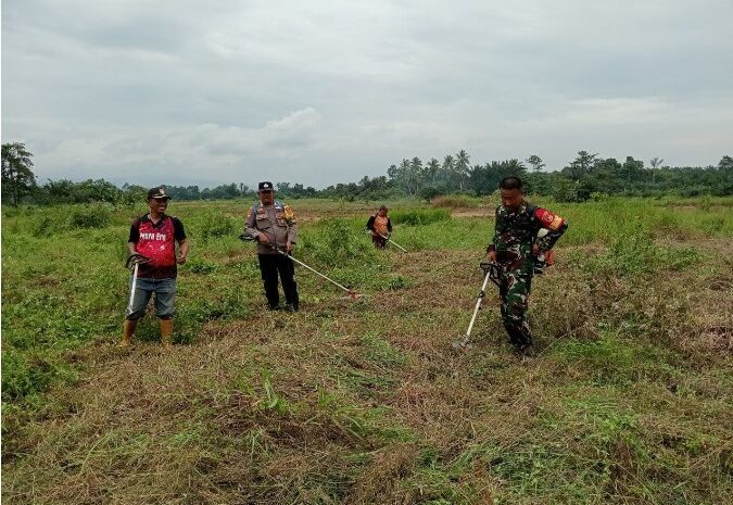  Dukung Program Ketahanan Pangan, Babinsa Koramil 1311-05/Mori Atas Sertu Mustakim Gelar Karya Bakti di Sawah Poktan Punti Jaya