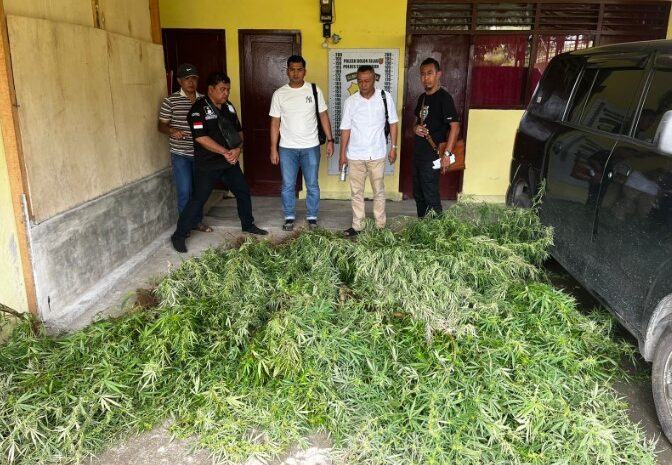  Satnarkoba Polres Simalungun Berhasil Temukan Ladang Ganja di Dolok Silau