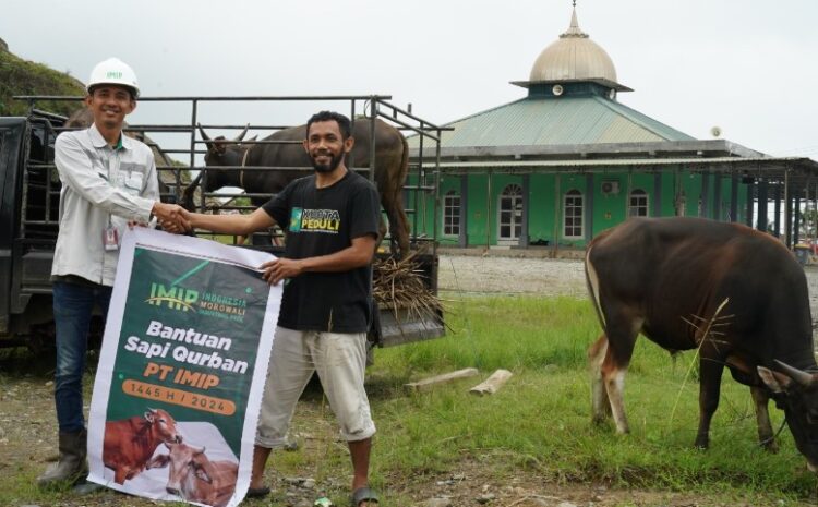 Jelang Idul Adha, IMIP Salurkan 35 Ekor Sapi Untuk Program Kurban