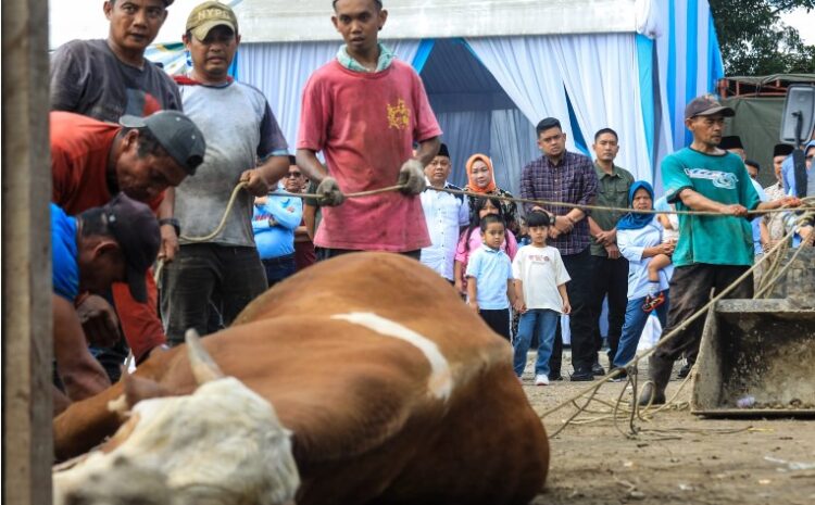  Bobby Nasution Saksikan Penyembelihan 92 Hewan Kurban Jajaran Disdikbud Medan