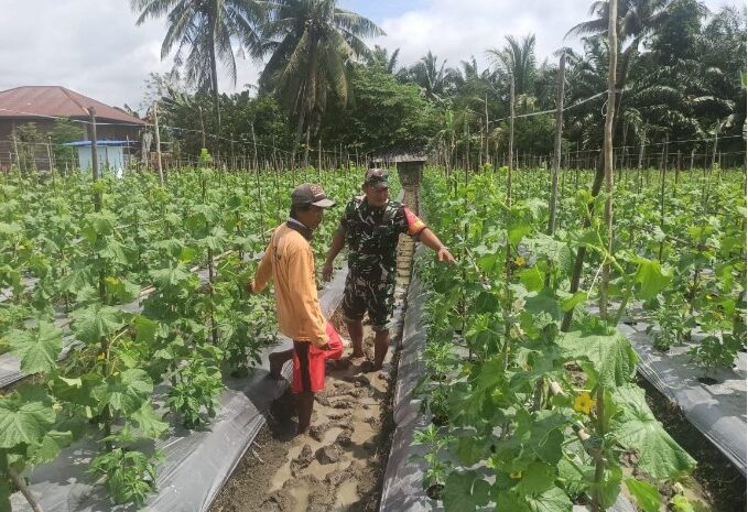  Babinsa Koramil 1311-03/Petasia Dampingi Pengelolaan Tanaman Palawija di Desa Molores