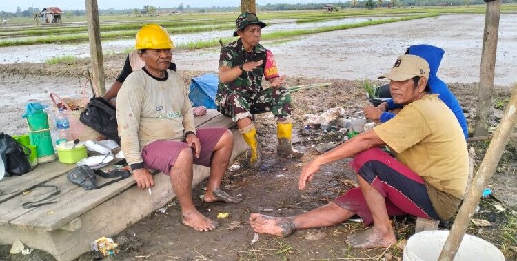  Babinsa Koramil 1311-01/Bungku Tengah Komsos Dengan Kelompok Tani Padi Desa Puntari Makmur