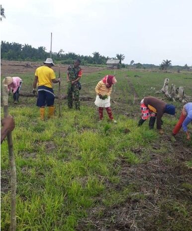  Babinsa Koramil 1311-03/Petasia Dampingi Kelompok Tani Penanaman Padi di Desa Tompira